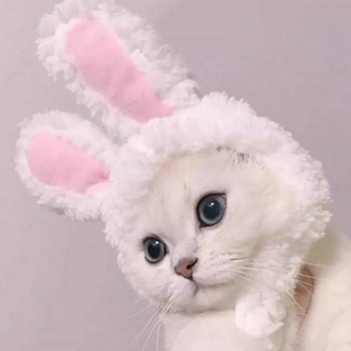 Cat Headband, Rabbit Hat